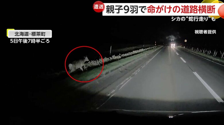 飛び出してきたシカに、とっさにブレーキを踏み、クラクションを鳴らした撮影者