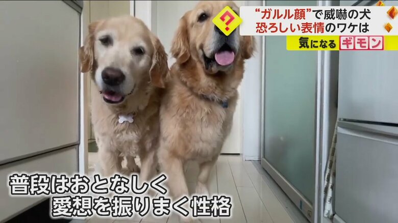もう一匹の犬と一緒にカメラ目線のルーシーちゃん