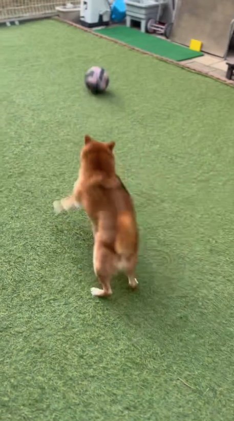 提供：Nerushibaさん