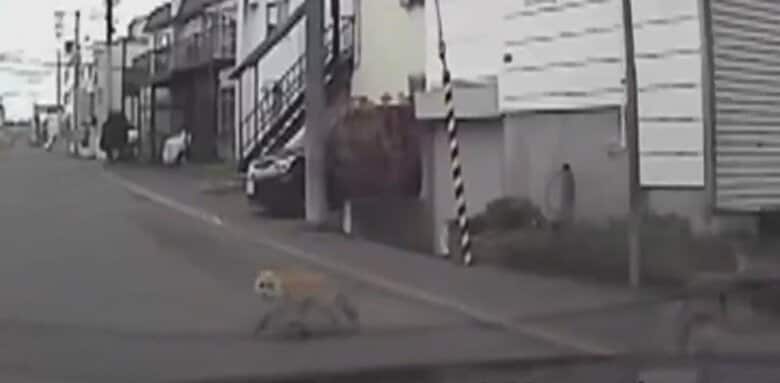 犬を襲おうとしたキツネ