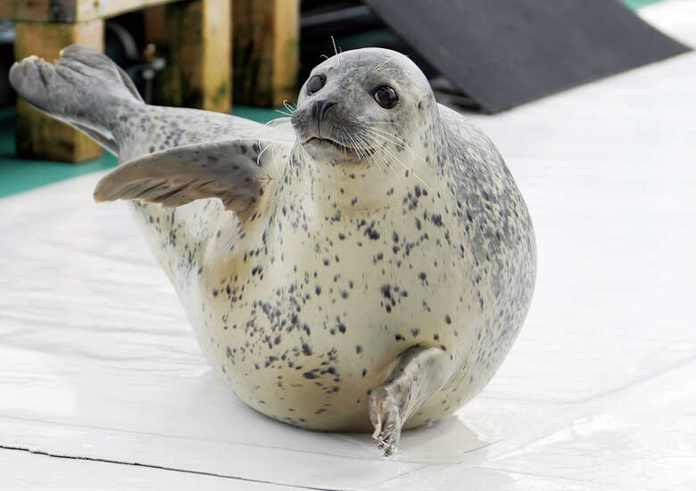 筋力や反応など普段との違いを確認（『アザラシまるごとBOOK』より）