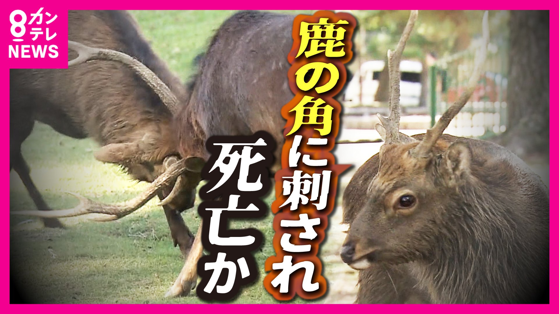 鹿の角（中）11本 早く