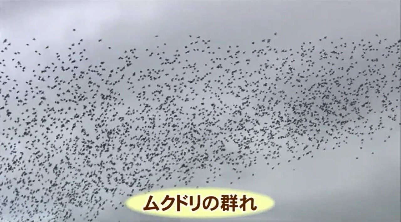 最強の専門家がムクドリ追い払う 騒音やフン害に悩まされた長年の戦いに終止符が