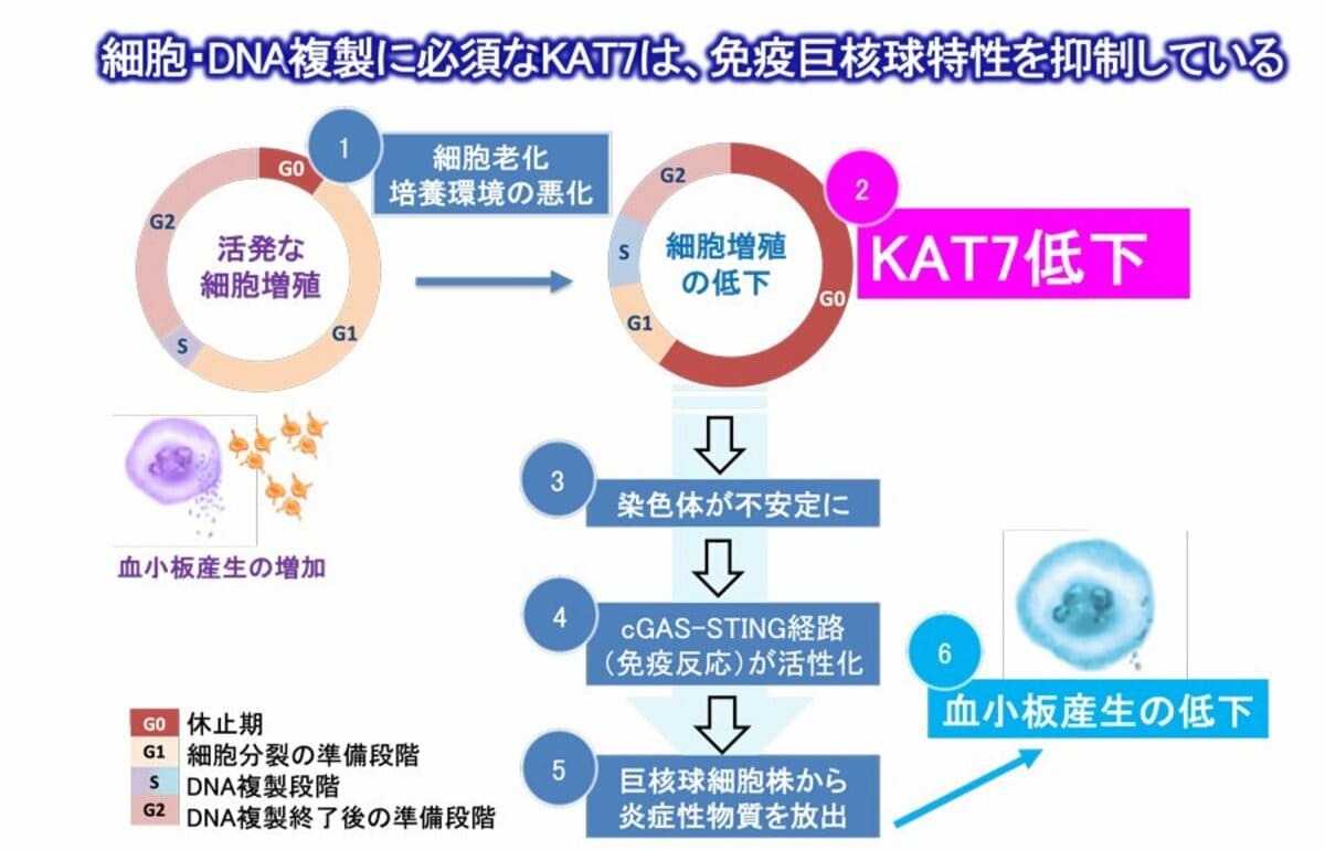 鍵は“老化で減るKAT7”?-iPS細胞由来血小板産生低下のメカニズムを解明-