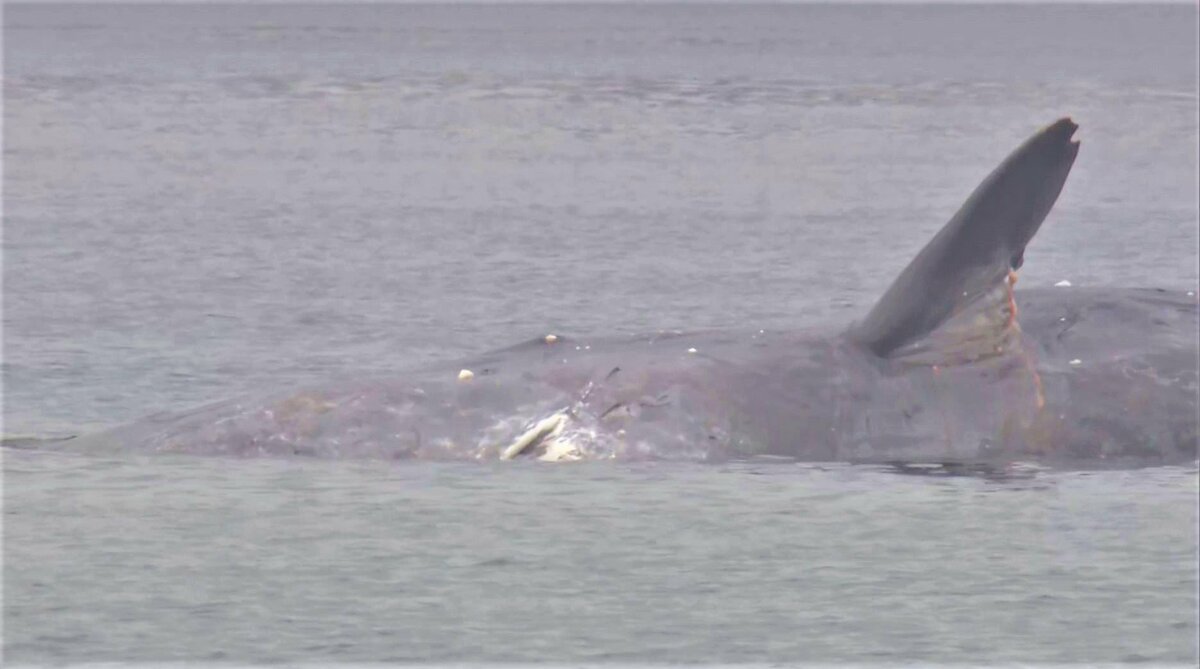 迷いクジラの「生死確認」へ 1月から大阪湾で目撃 2月上旬には「かなり