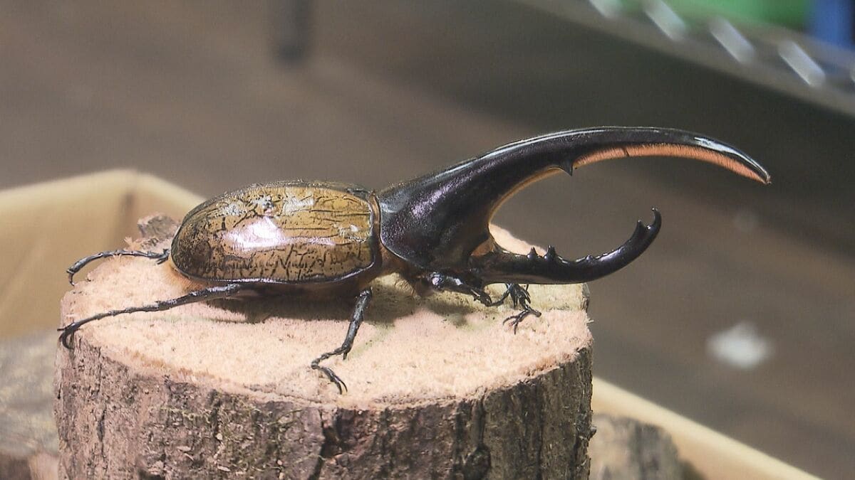住宅街に3000匹のカブトムシ・クワガタなど飼育する倉庫