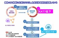 鍵は“老化で減るKAT7”?-iPS細胞由来血小板産生低下のメカニズムを解明-