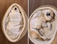 柴犬の“へそ天寝”1年分をまとめたら…癒やしと幸せがぎっしり！一番のお気に入りを飼い主に聞いた