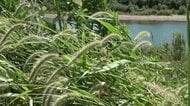 その咳、「秋の花粉症」かも? 公園や空き地にリスクが潜む 第二世代の抗ヒスタミン薬があなたを守る