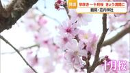荘内神社で早くも満開か　早咲きサクラ「十月桜」見ごろ迎える　山形・鶴岡市