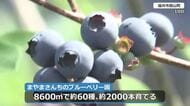 ブルーベリーの収穫始まる　福井市内の農園に約60種・2000本　8月中旬まで続く