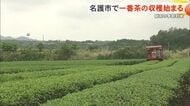 名護市呉我で一番茶の収穫はじまる