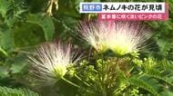 淡いピンクで羽毛のよう…暑い時期に咲く『ネムノキ』の花が見頃迎える 三重県熊野市の大又川沿いに数十本が群生