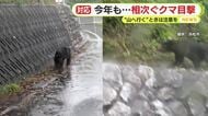 「イノシシじゃない…クマだよ！」　今年も相次ぐ目撃情報　「もう少しすると子グマが親離れする時期」　撃退スプレーは入荷待ち　低い山でも注意を