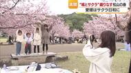 まさに春色！松山・城山公園はサクラ満開に「最高、来てよかった」半数が樹齢約８０年に取り組み【愛媛】