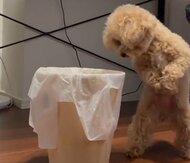 「儀式みたい」ごみ箱の前で“変なダンス”をするトイプードルが可愛い…どうしても欲しいものが入っていた