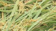 米農家が困惑「刈れなくてすごく困っている」長雨で稲が倒れる　長野・安曇野市で収穫のピークも、進まぬ稲刈り「こんな年は初めて」　刈り遅れると“胴割れ”で品質低下のおそれも