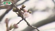 長崎でもようやく春の便り「桜の開花」発表…平年より4日遅い開花　1週間から10日ほどで満開か