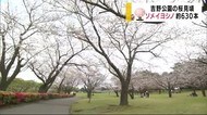 鹿児島市吉野公園の桜も見頃 ツツジも咲きで色鮮やかな風景広がる