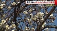 平年より21日早く“梅開花”! 季節外れのポカポカ陽気に「春が来たみたい」【新潟】