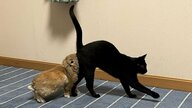 お尻を嗅ぐのが好き？うさぎと猫の“合体”姿がすごい…もう1匹の猫にもピタッ！関係性を飼い主に聞いた