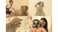 約20種類150匹の動物とふれあえる施設　ヒヨコからミーアキャットまで…多くの人を虜にする“癒しの力”