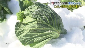 2年ぶり…雪の下でおいしくなる「キャベツ」気温上昇の予報で収穫急ピッチ <福島県猪苗代町>