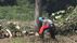 住民3人がクマに襲われる被害　河川敷で草木の伐採　「クマは裸で姿を…