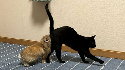 お尻を嗅ぐのが好き？うさぎと猫の“合体”姿がすごい…もう1匹の猫にもピタッ！関係性を飼い主に聞いた