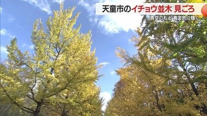 青空に映える黄金色の葉　イチョウ並木が見ごろ迎える　日没からのライトアップも【山形発】