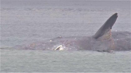 迷いクジラの「生死確認」へ　1月から大阪湾で目撃　2月上旬には「かなり痩せている」との指摘も
