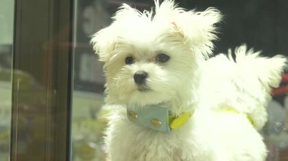 犬猫の「マイクロチップ」義務化から1カ月…課題は「一般への普及」【長野発】