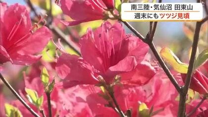「すごい眺めだ」鮮やかな赤と海の絶景　南三陸町・田束山で５万本の山ツツジが見頃を迎える〈宮城〉