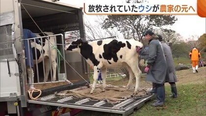 夏の間放牧されていた“ウシ”たちが下牧 雪舞う中農家のもとへ「一回りも二回りも大きくなった」新潟・妙高市
