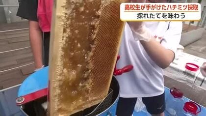 今年で9回目の高校生のまちなか養蜂、園児51人がとれたてハチミツを口に　「あまいにおい」と歓声