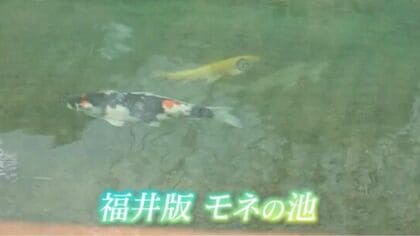 福井にもあった!“モネの池” こんこんと湧き出る住民たちの“命の水” 隠れた湧水スポットが人気