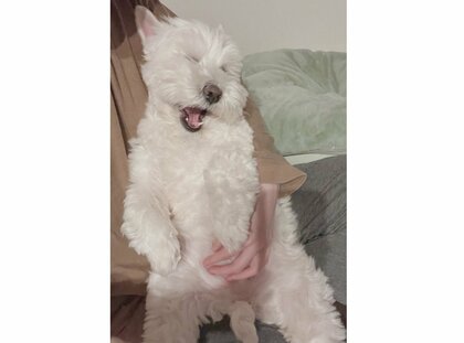 日課の歯磨きがイヤ…「眠いアピール」で逃げようとするワンちゃんが策士！作戦はうまくいったのか聞いた