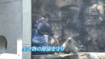 震災で9割以上の生き物が犠牲になった水族館　再度襲った困難に負けず健康を守る獣医の思い