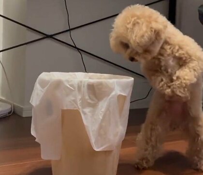 「儀式みたい」ごみ箱の前で“変なダンス”をするトイプードルが可愛い…どうしても欲しいものが入っていた