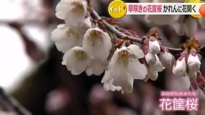 継体天皇が贈ったシダレザクラ「花筐桜」が見ごろ　越前市が原木で他のサクラに先駆け一足早く春告げる　週末には満開でライトアップも　福井