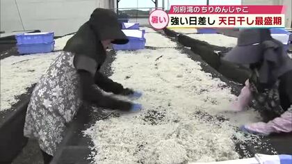 ちりめんじゃこの天日干し　降り注ぐ日差しを利用「食べて夏を乗り切って」大分