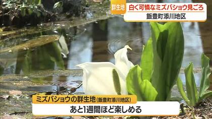 白くてかれんな花・ミズバショウの群生地見ごろ　住民中心に遊歩道を整備　山形・飯豊町