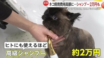 経済効果は東京オリンピックに匹敵！？ “ネコノミクス”2025年は2兆円超