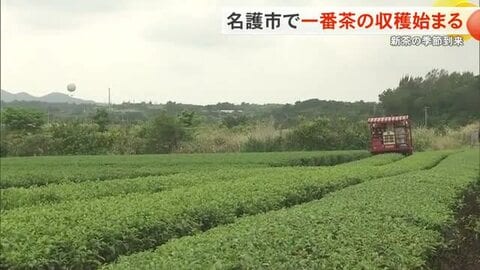 名護市呉我で一番茶の収穫はじまる