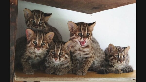 シナリー　R2 C3 2本ずつ　山猫様 img_9021b19c5382dbc650e20dd4b7