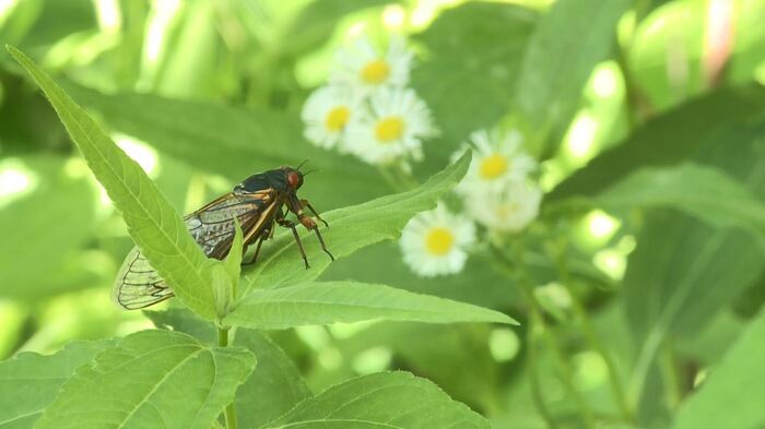 17年間地中で過ごした後、地上に出たセミの命は1カ月程度