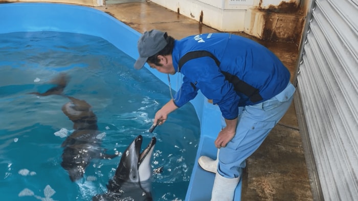 飼育員の柳和也さん