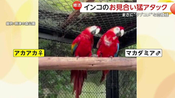 アピールにそっぽを向くマカダミア
