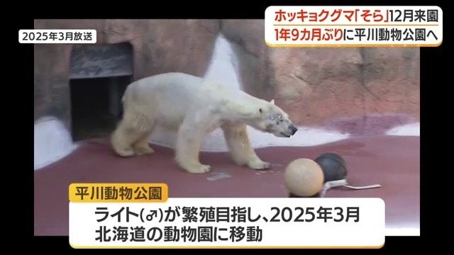 オスのホッキョクグマ「ライト」