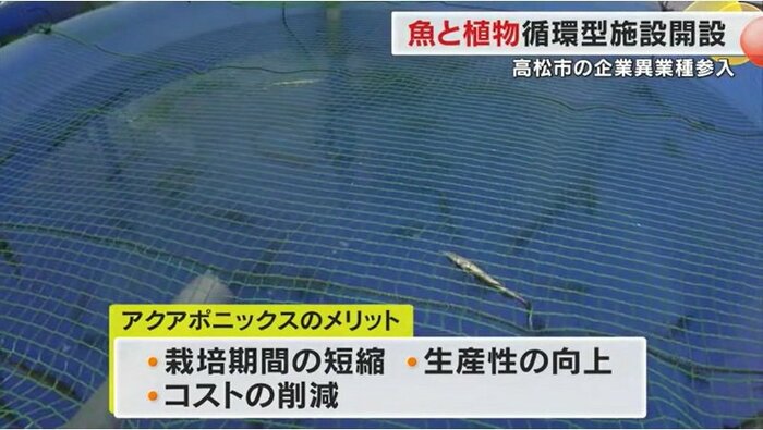 「アクアポニックス」のメリット